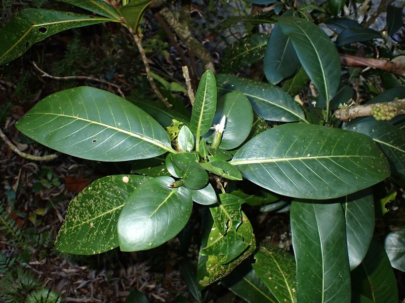 Atractocarpus vaginatus photo 8