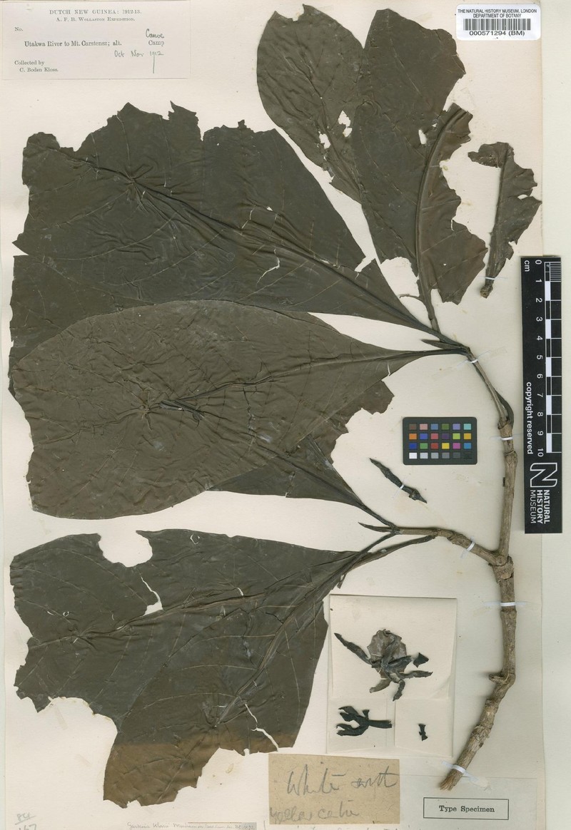 Atractocarpus versteegii