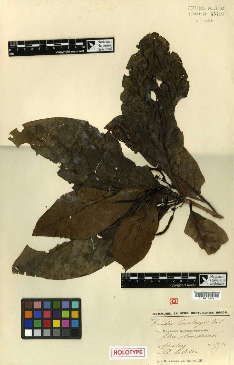 Atractocarpus versteegii photo 2
