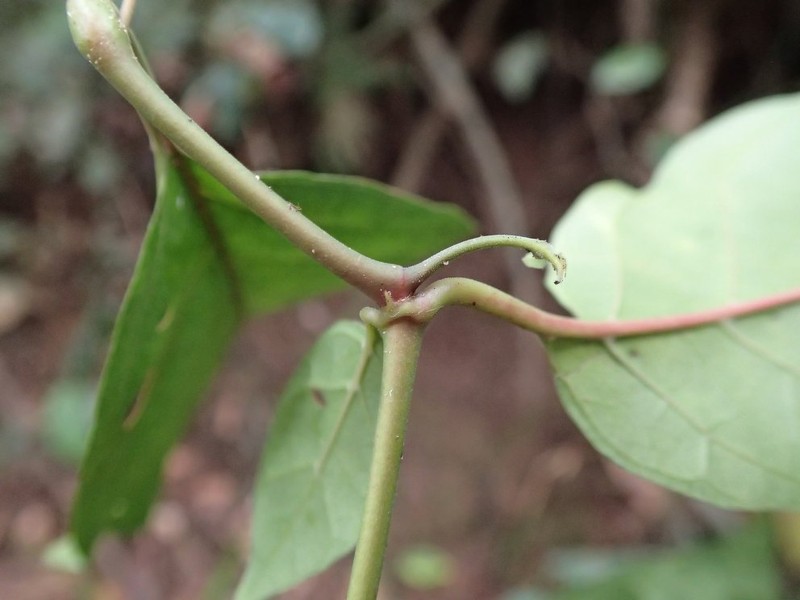 Atractogyne bracteata