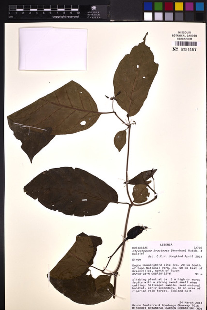 Atractogyne bracteata photo 2