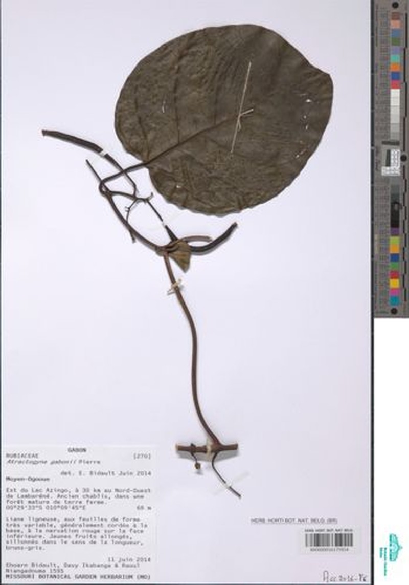 Atractogyne bracteata photo 3