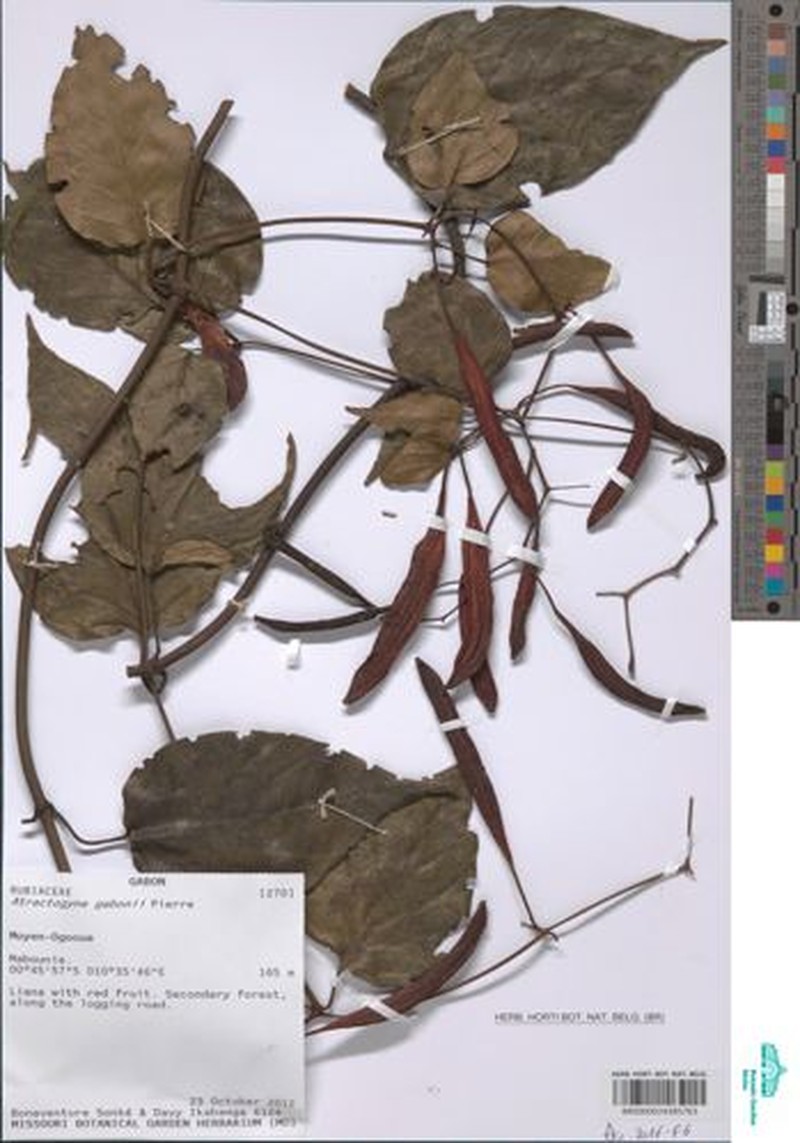 Atractogyne bracteata photo 4