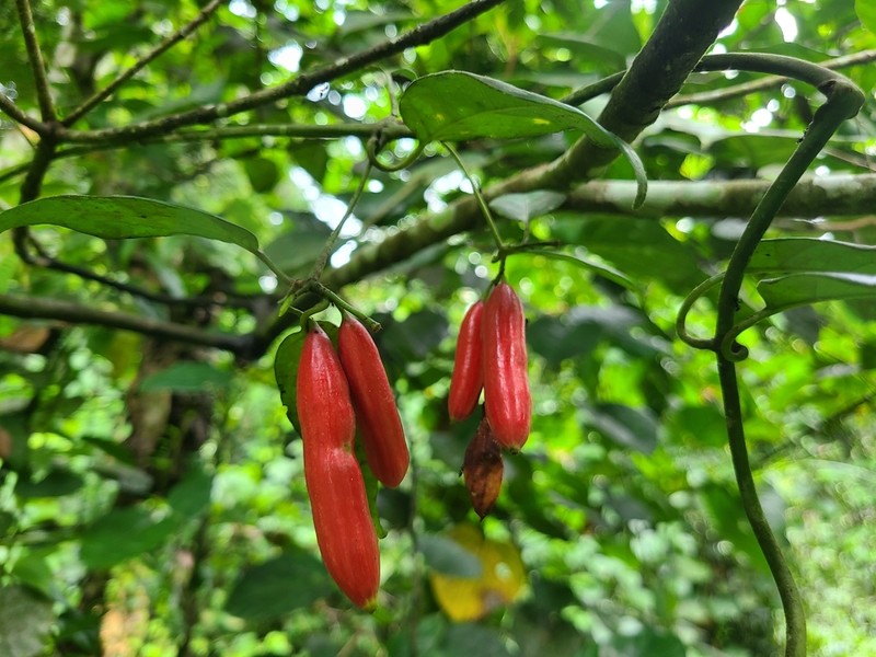 Atractogyne gabonii photo 2