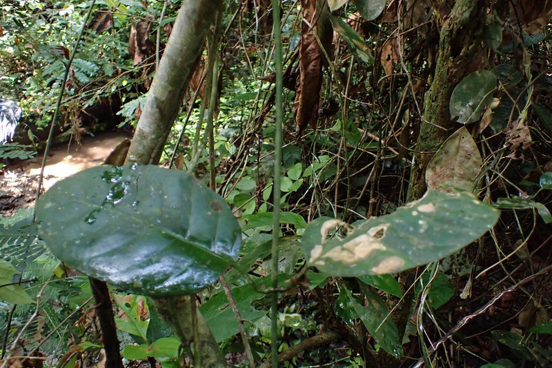 Atractogyne gabonii photo 4