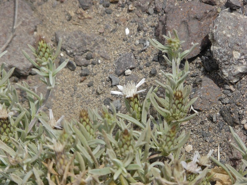 Atractylis arbuscula