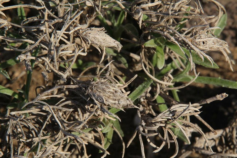 Atractylis arbuscula photo 2