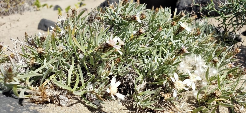 Atractylis arbuscula photo 3