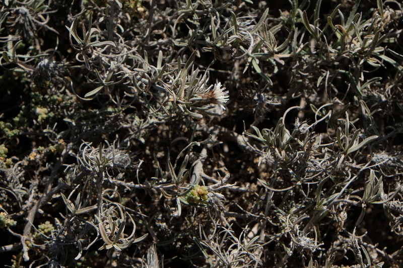Atractylis arbuscula photo 4