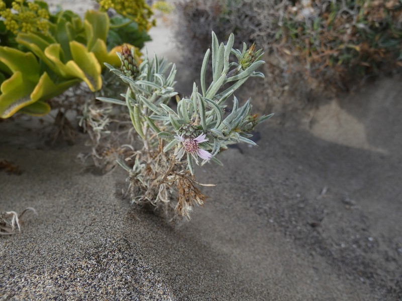 Atractylis arbuscula photo 8