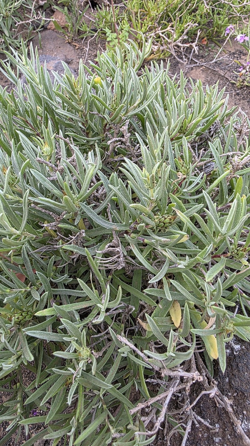 Atractylis arbuscula subsp. arbuscula