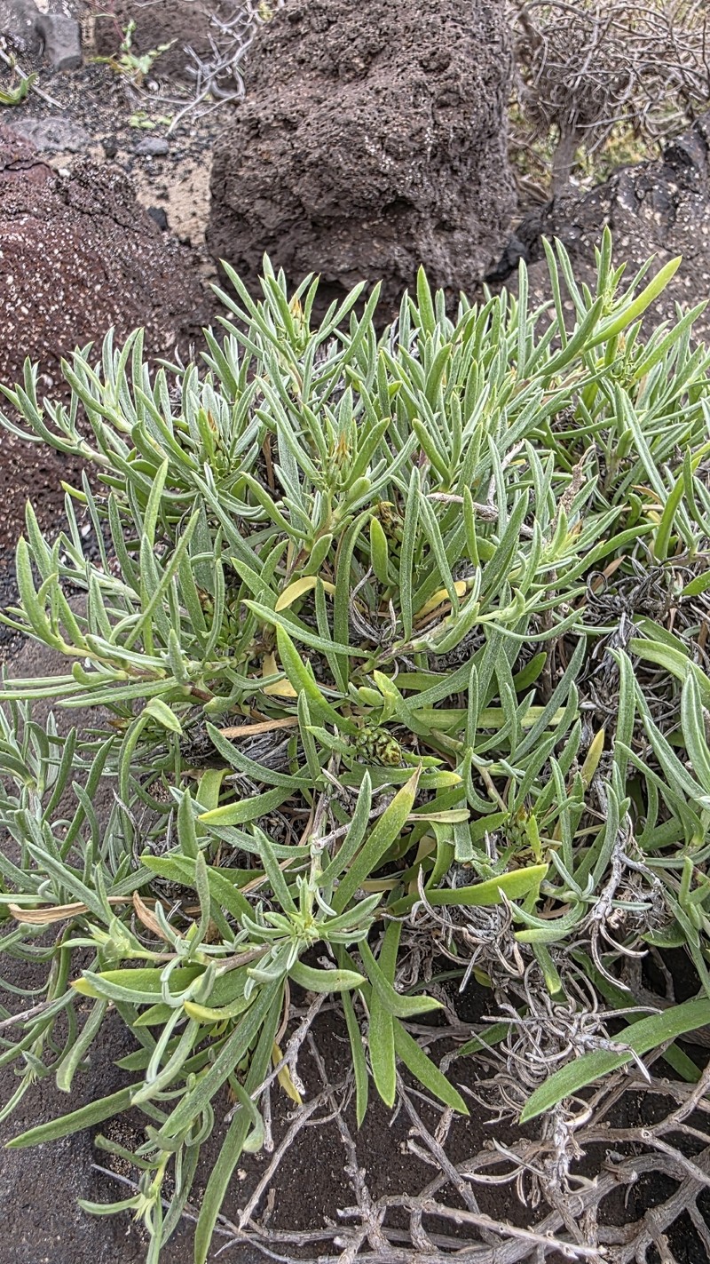 Atractylis arbuscula subsp. arbuscula photo 2