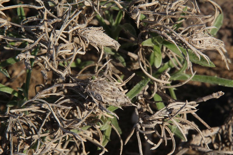 Atractylis arbuscula subsp. arbuscula photo 3
