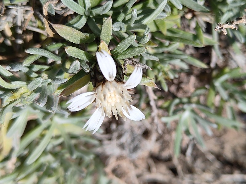 Atractylis arbuscula subsp. arbuscula photo 4