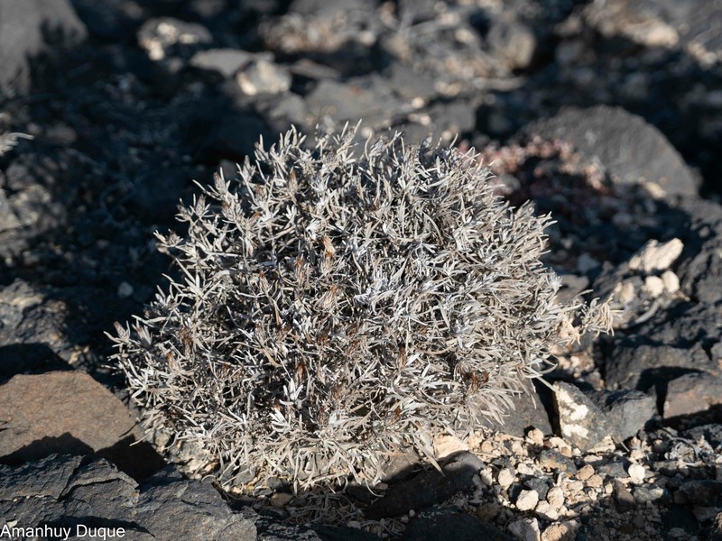 Atractylis arbuscula subsp. schizogynophylla