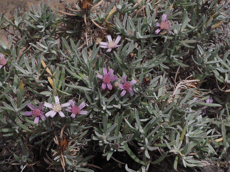 Atractylis arbuscula subsp. schizogynophylla photo 2