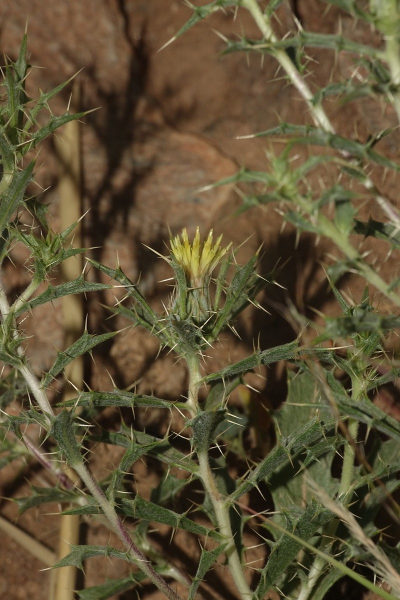 Atractylis aristata