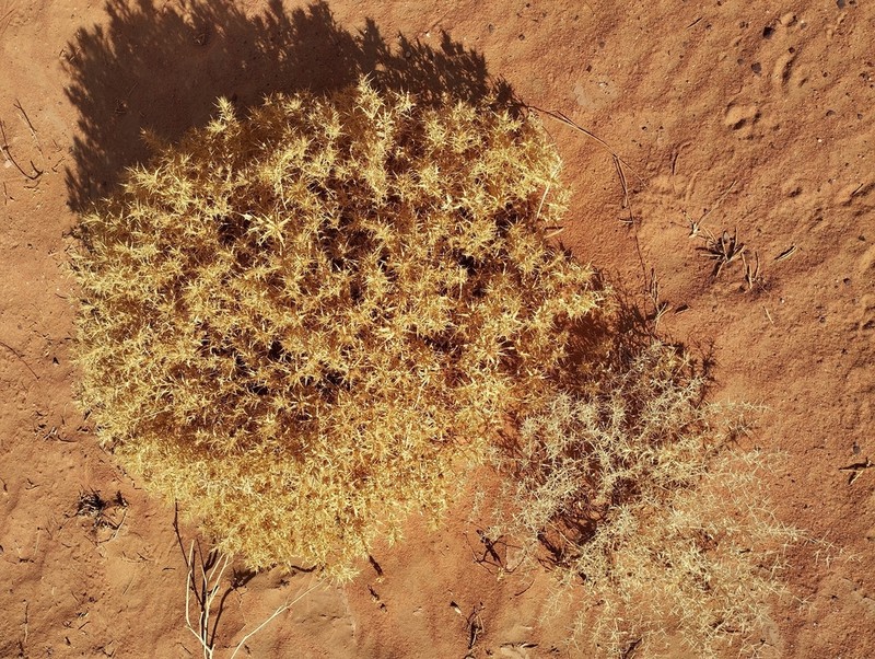 Atractylis aristata photo 2