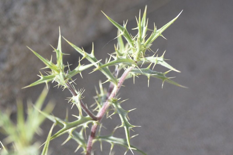 Atractylis aristata photo 3