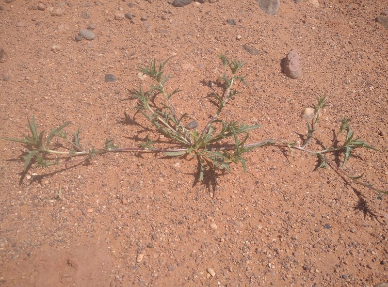 Atractylis aristata photo 4