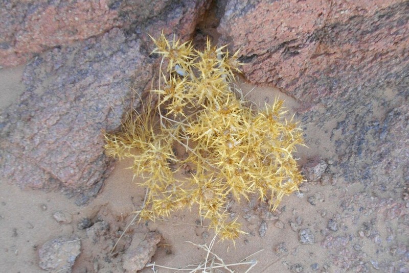 Atractylis aristata photo 6