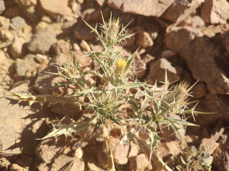 Atractylis aristata photo 7