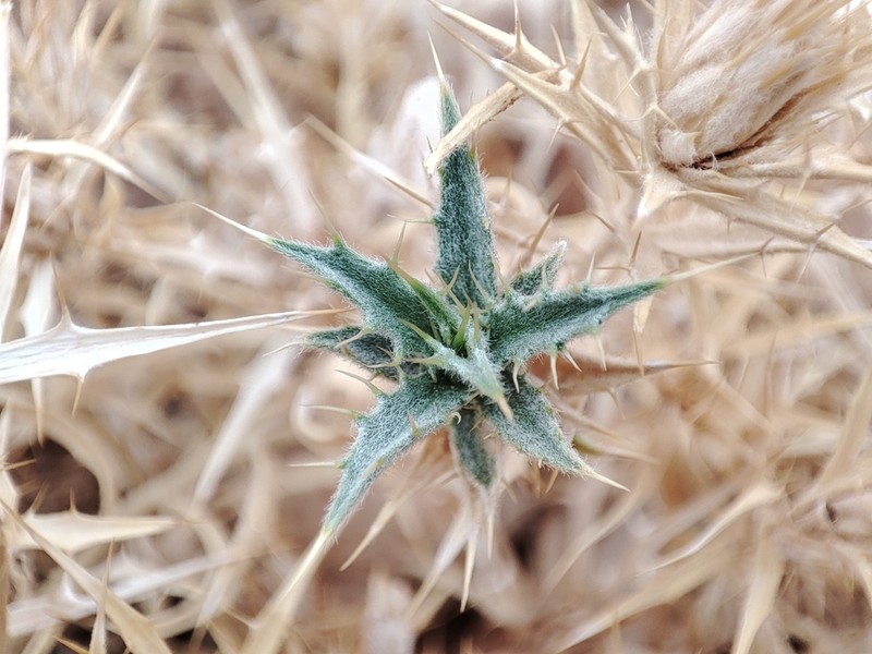 Atractylis aristata photo 8