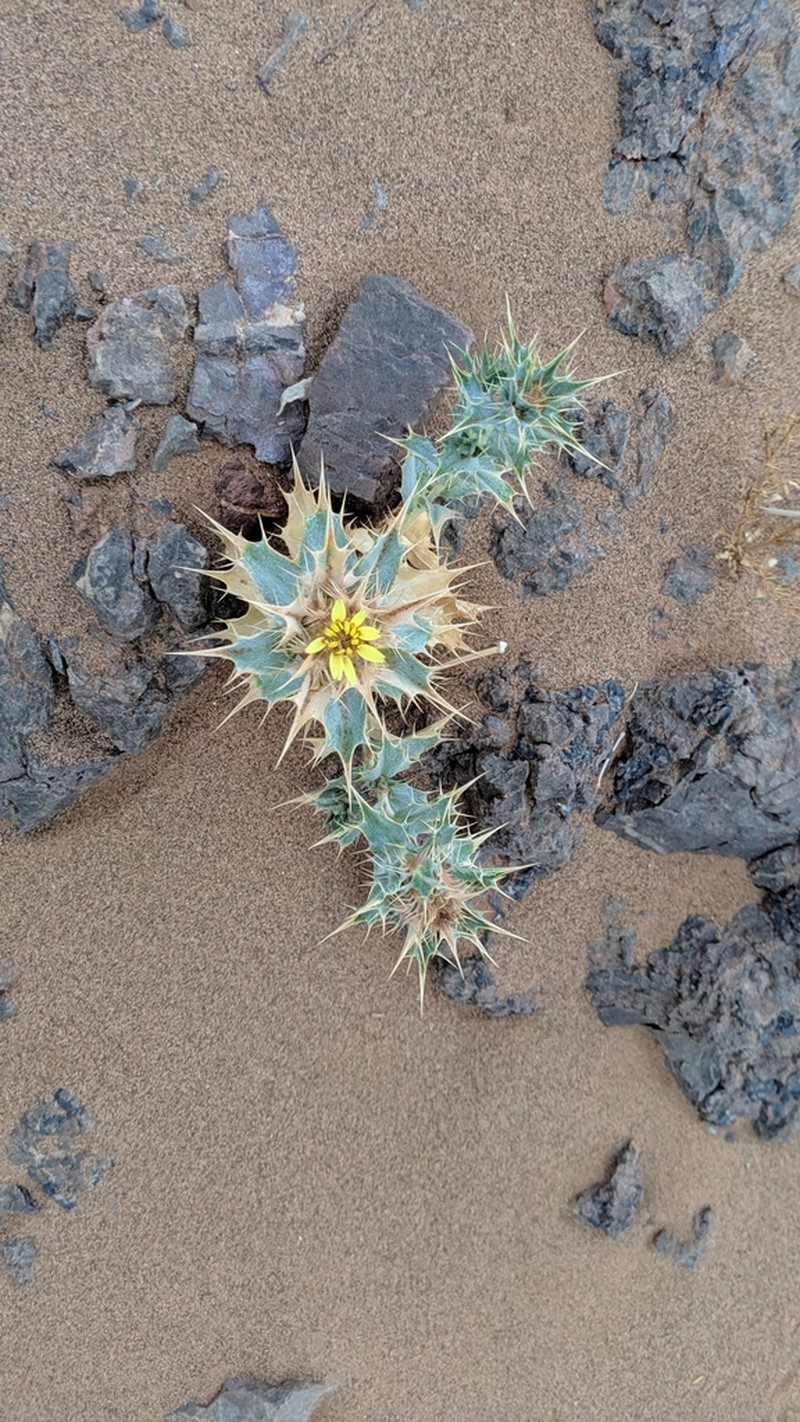 Atractylis babelii