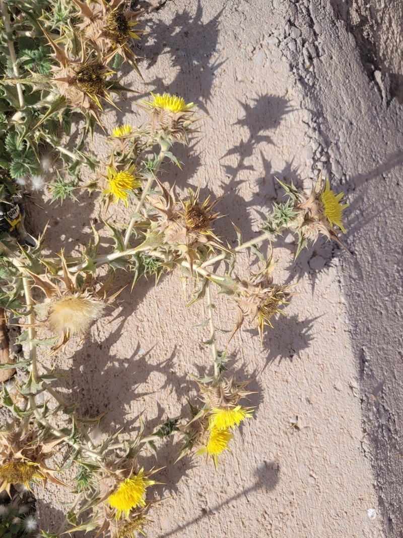 Atractylis babelii photo 2