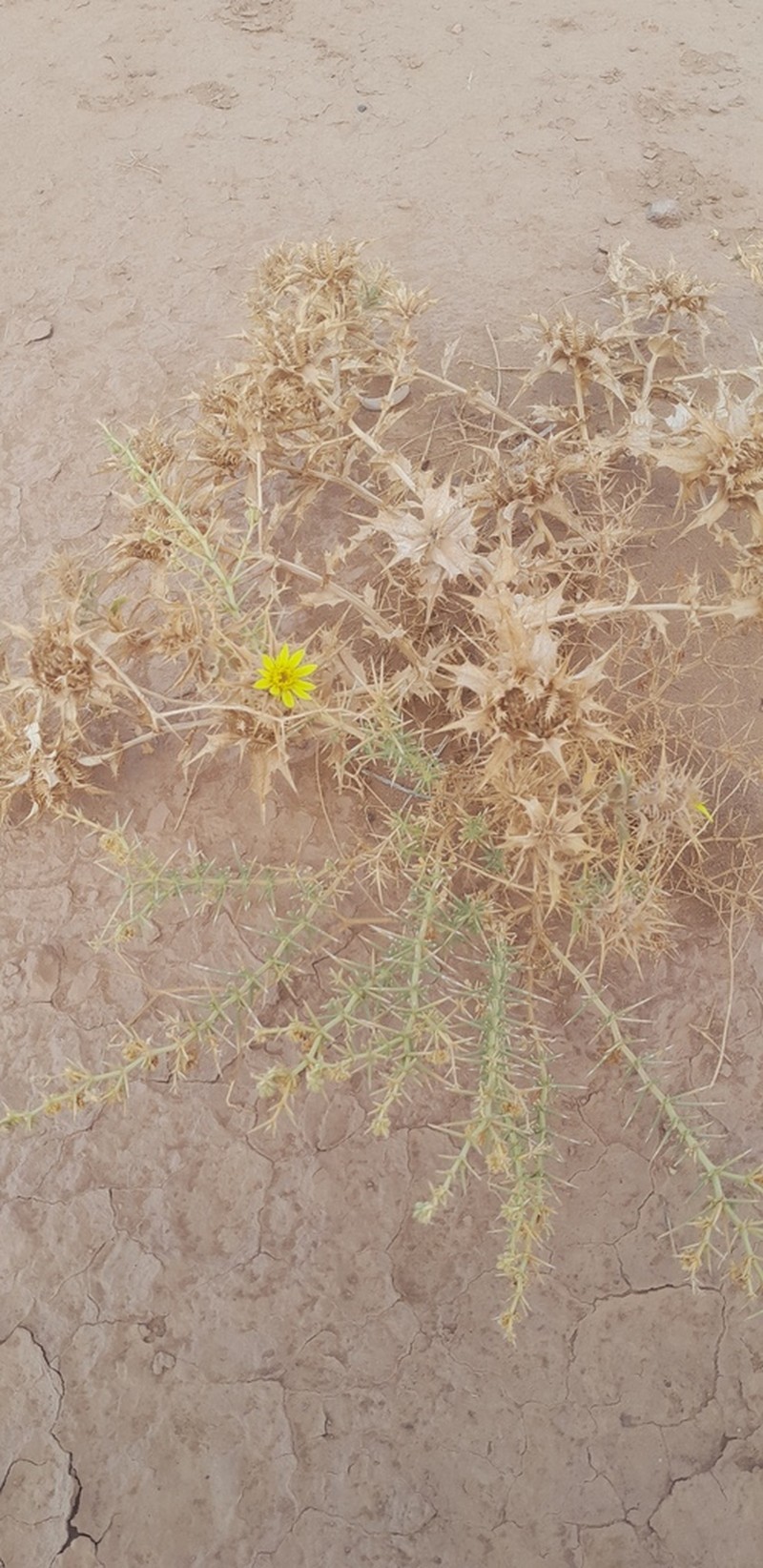 Atractylis babelii photo 3