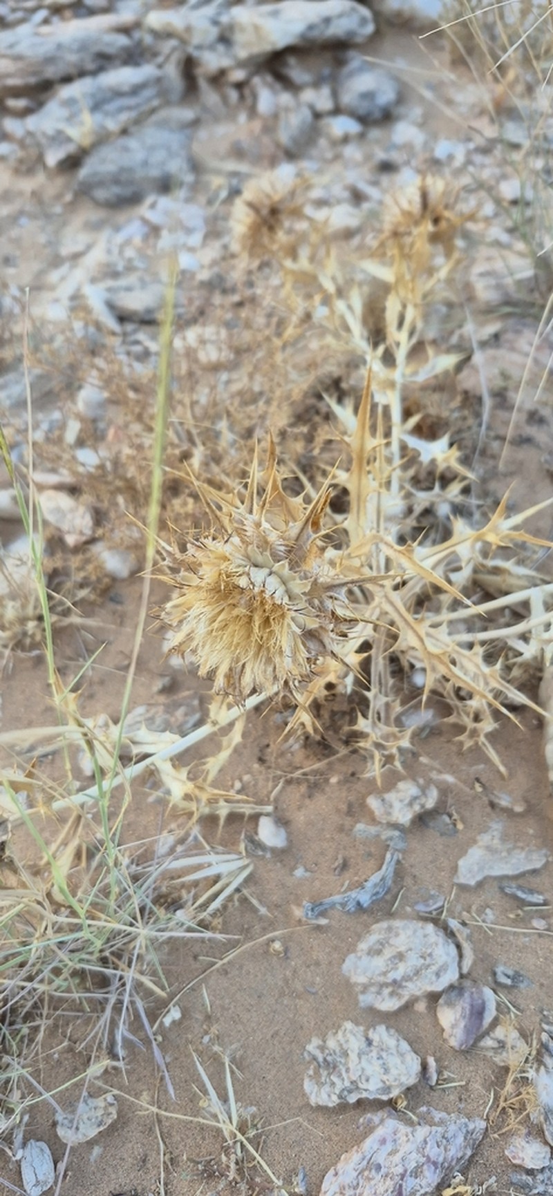 Atractylis babelii photo 4