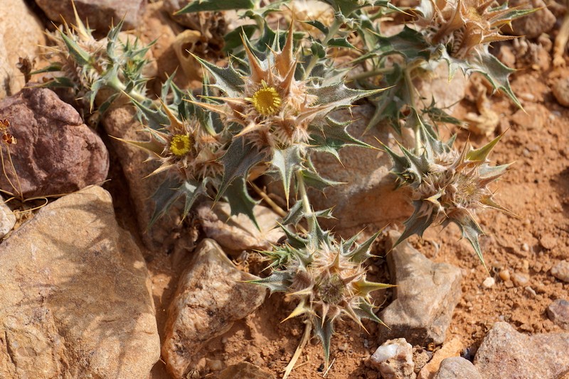 Atractylis babelii photo 5