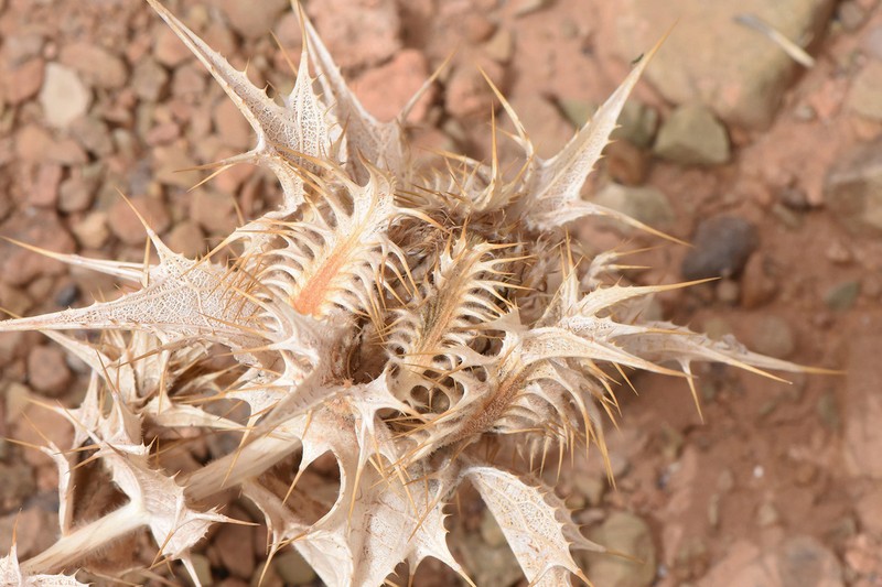Atractylis babelii photo 6