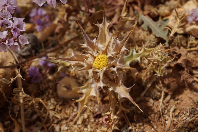 Atractylis babelii photo 7