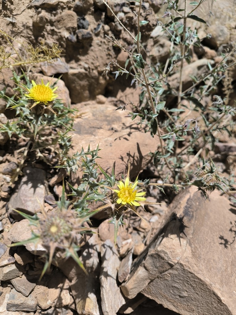 Atractylis babelii photo 8