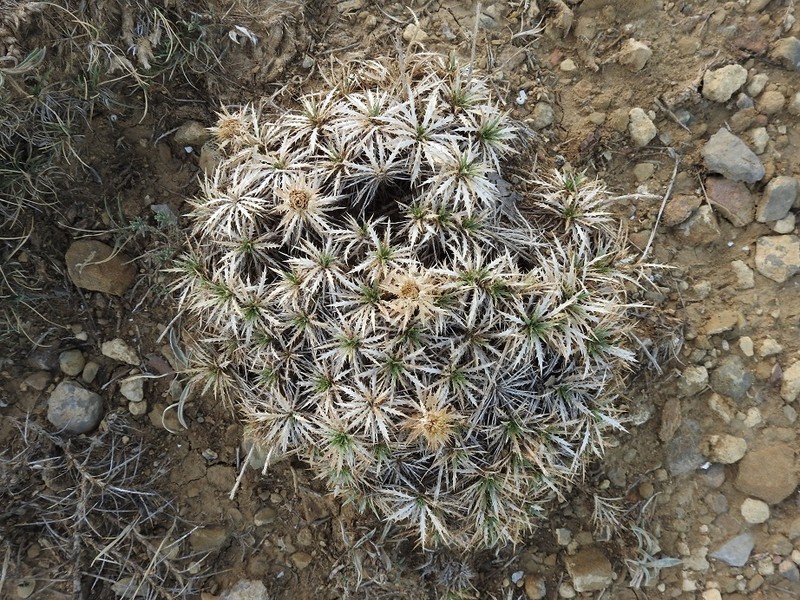 Atractylis caespitosa