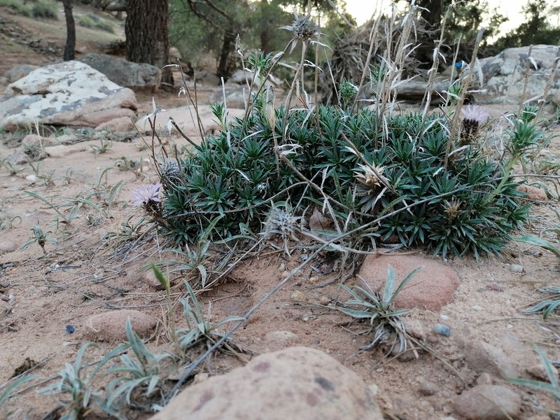 Atractylis caespitosa photo 2