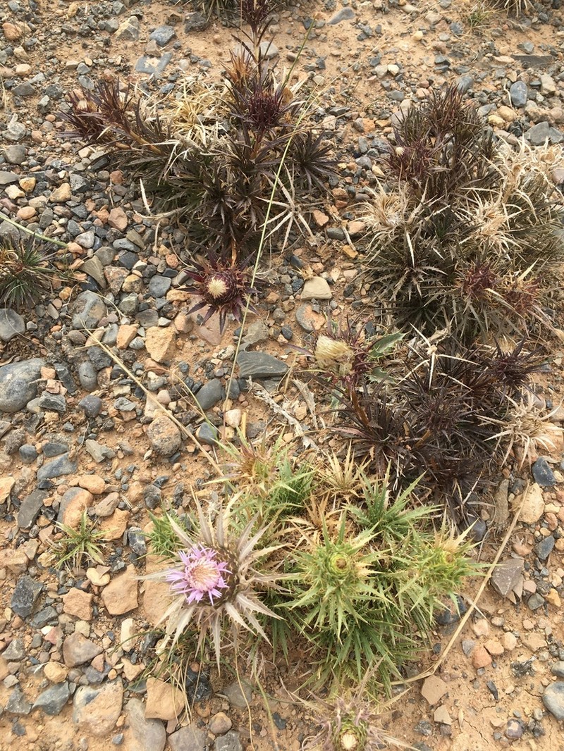 Atractylis caespitosa photo 3