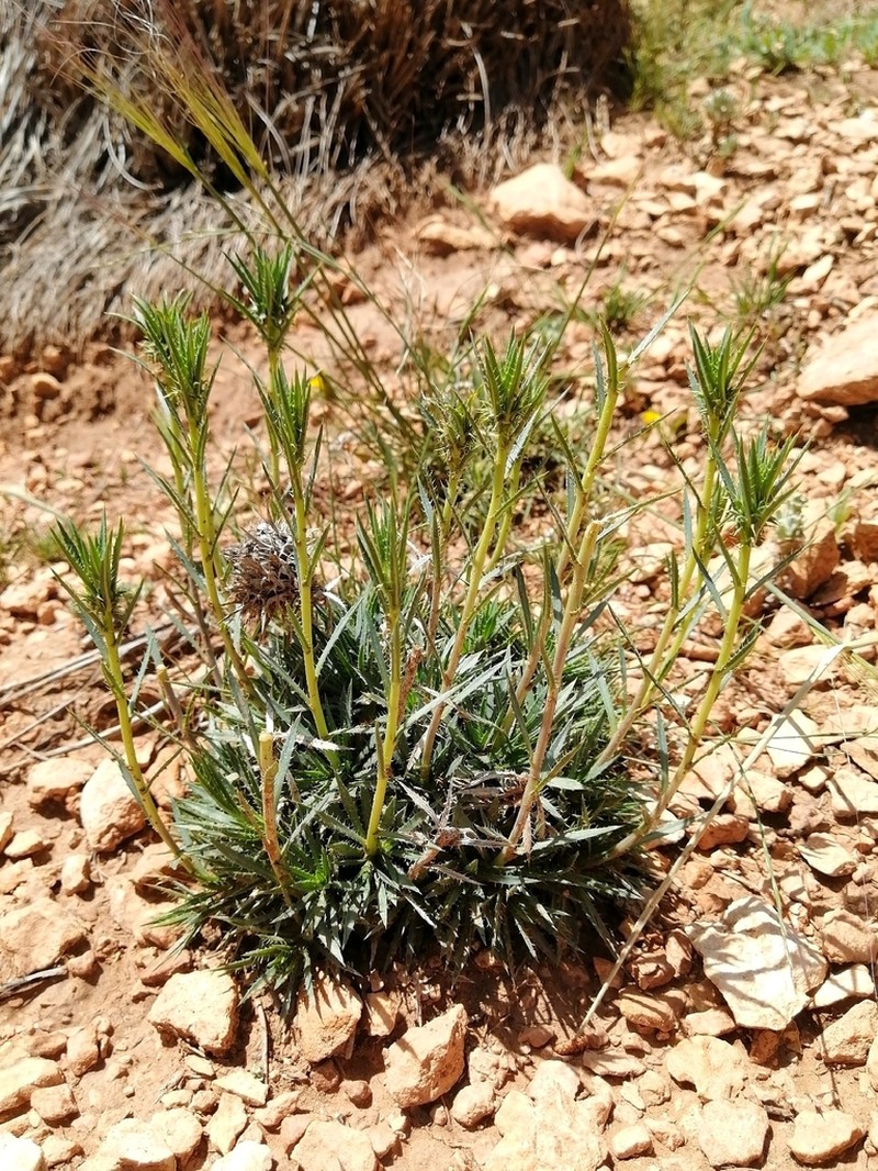 Atractylis caespitosa photo 4