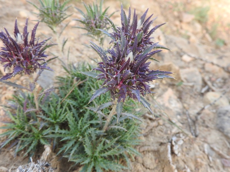 Atractylis caespitosa photo 5
