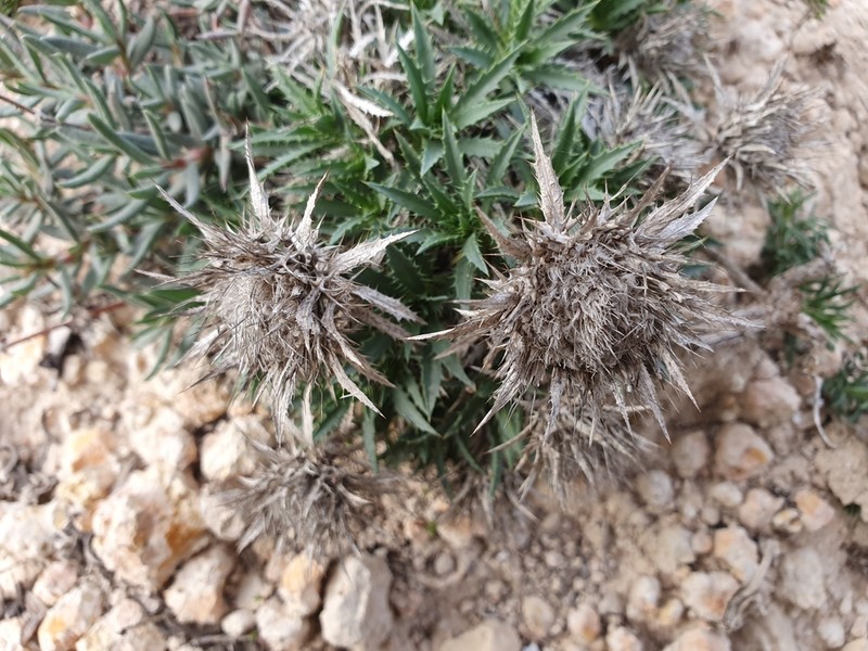 Atractylis caespitosa photo 6
