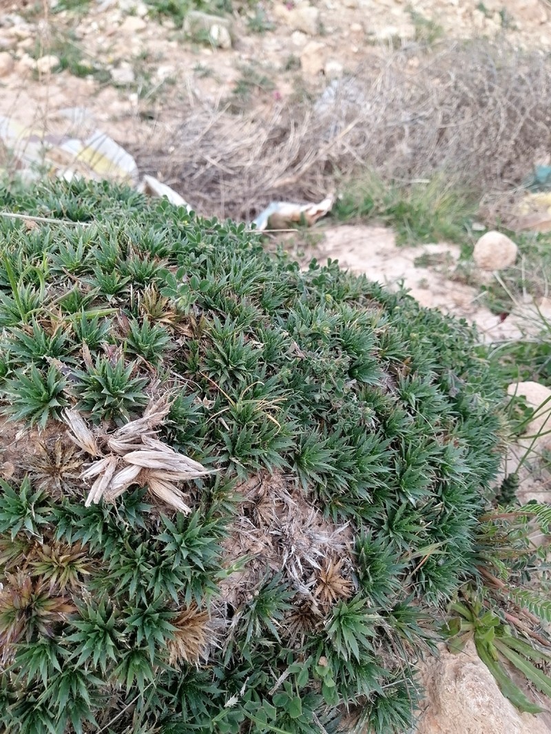 Atractylis caespitosa photo 7