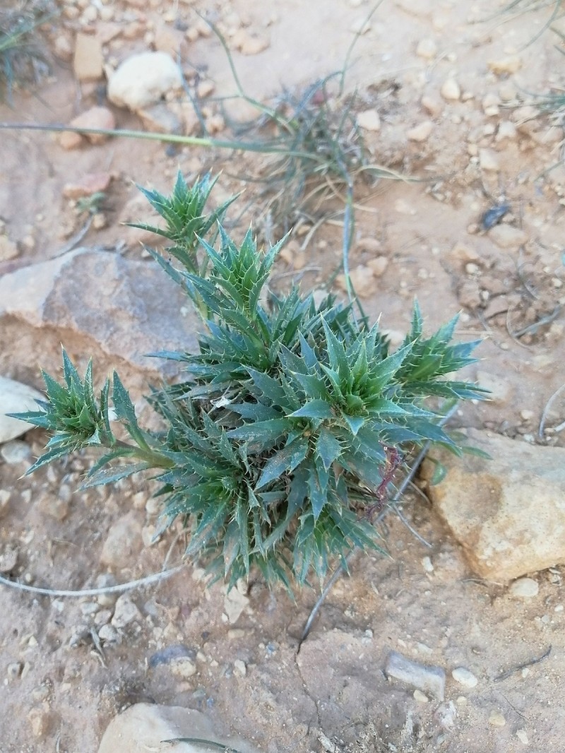 Atractylis caespitosa photo 8