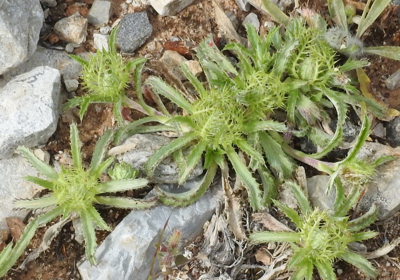 Atractylis cancellata