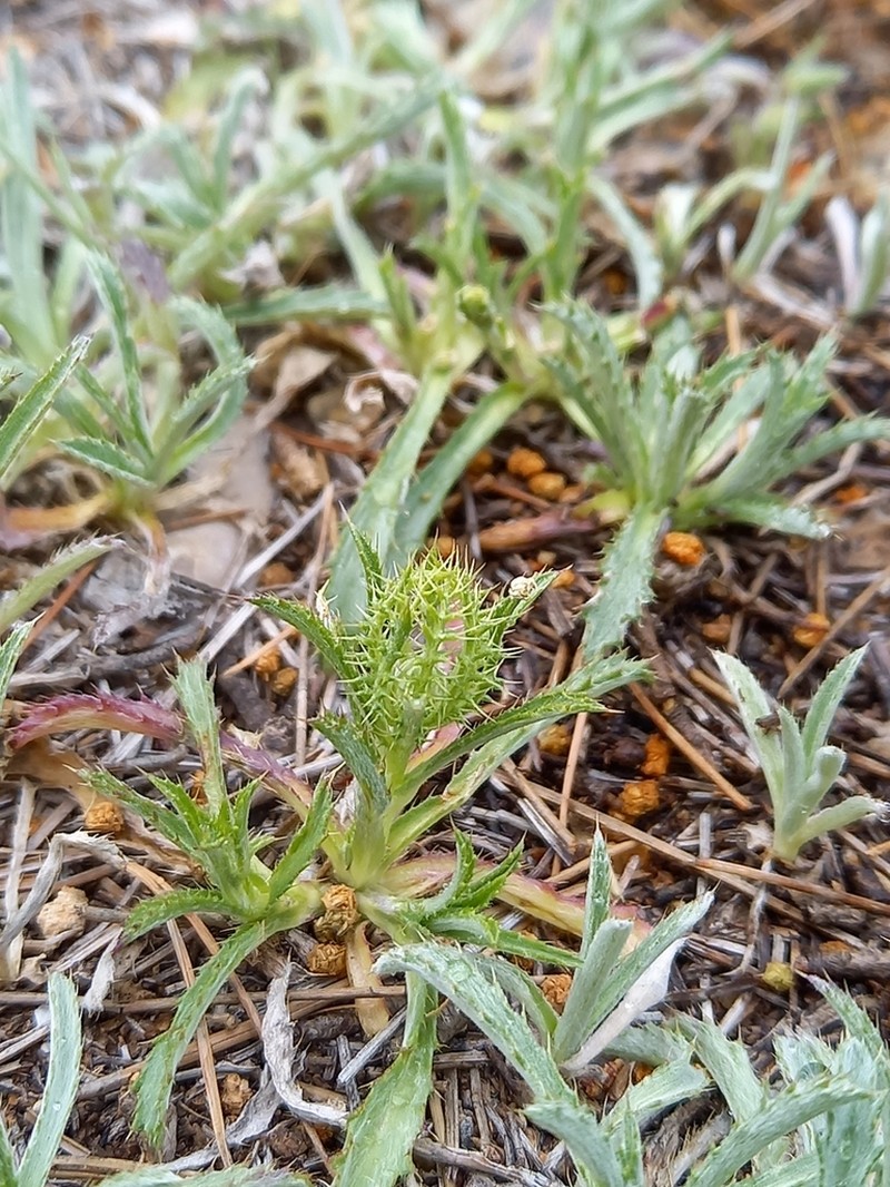 Atractylis cancellata photo 2