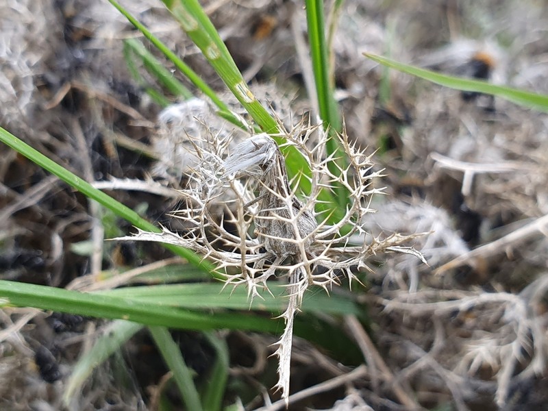 Atractylis cancellata photo 3