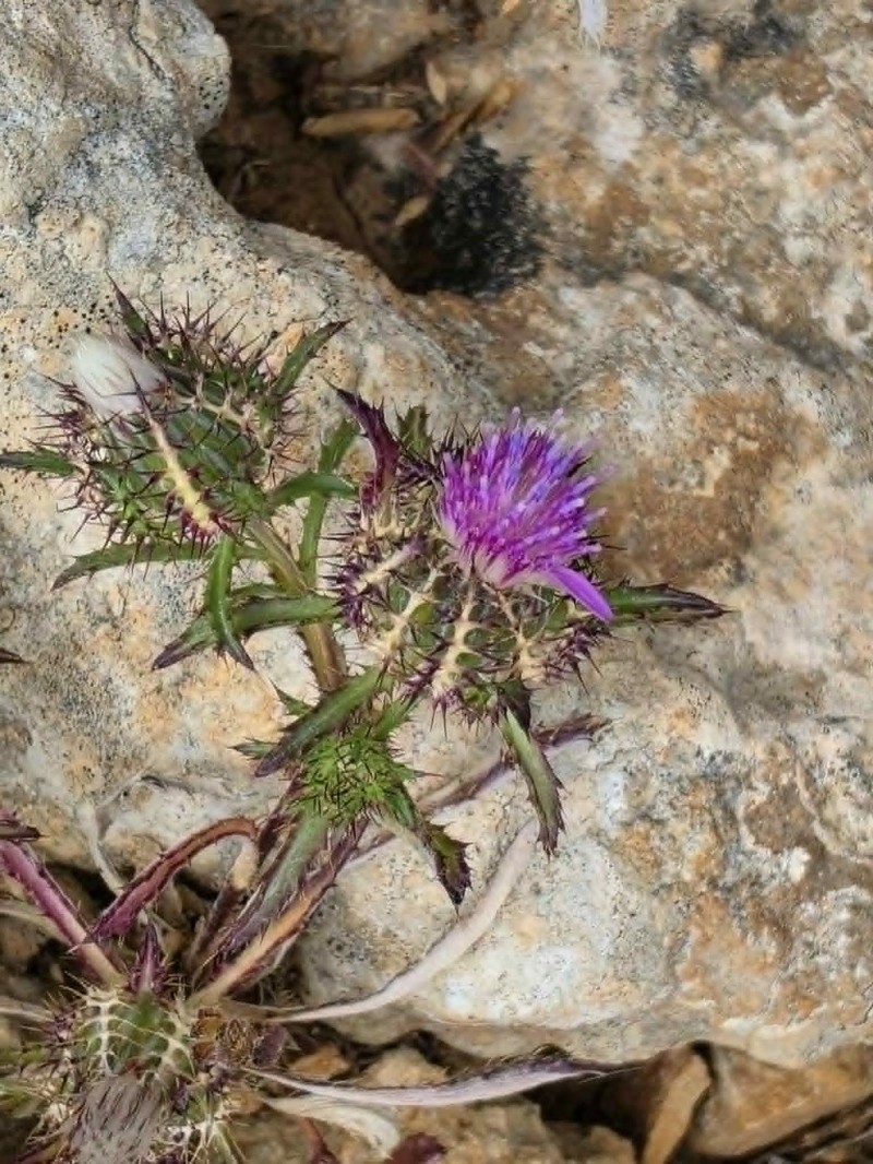 Atractylis cancellata photo 4