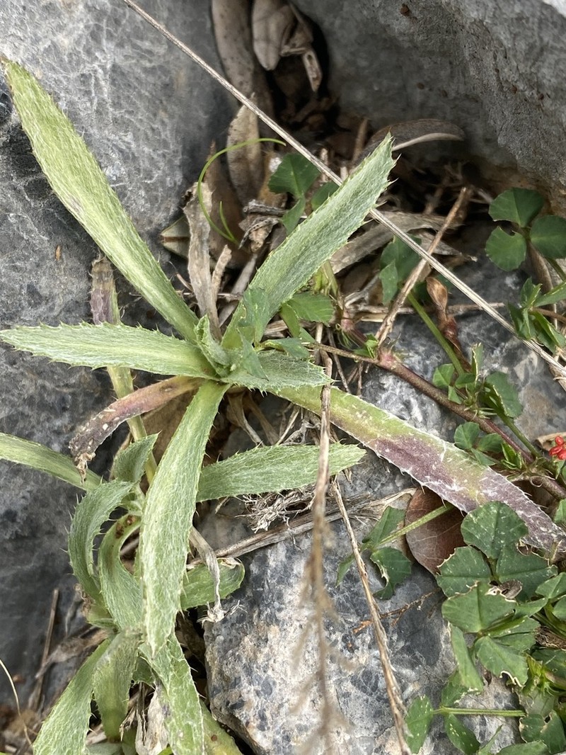 Atractylis cancellata photo 5
