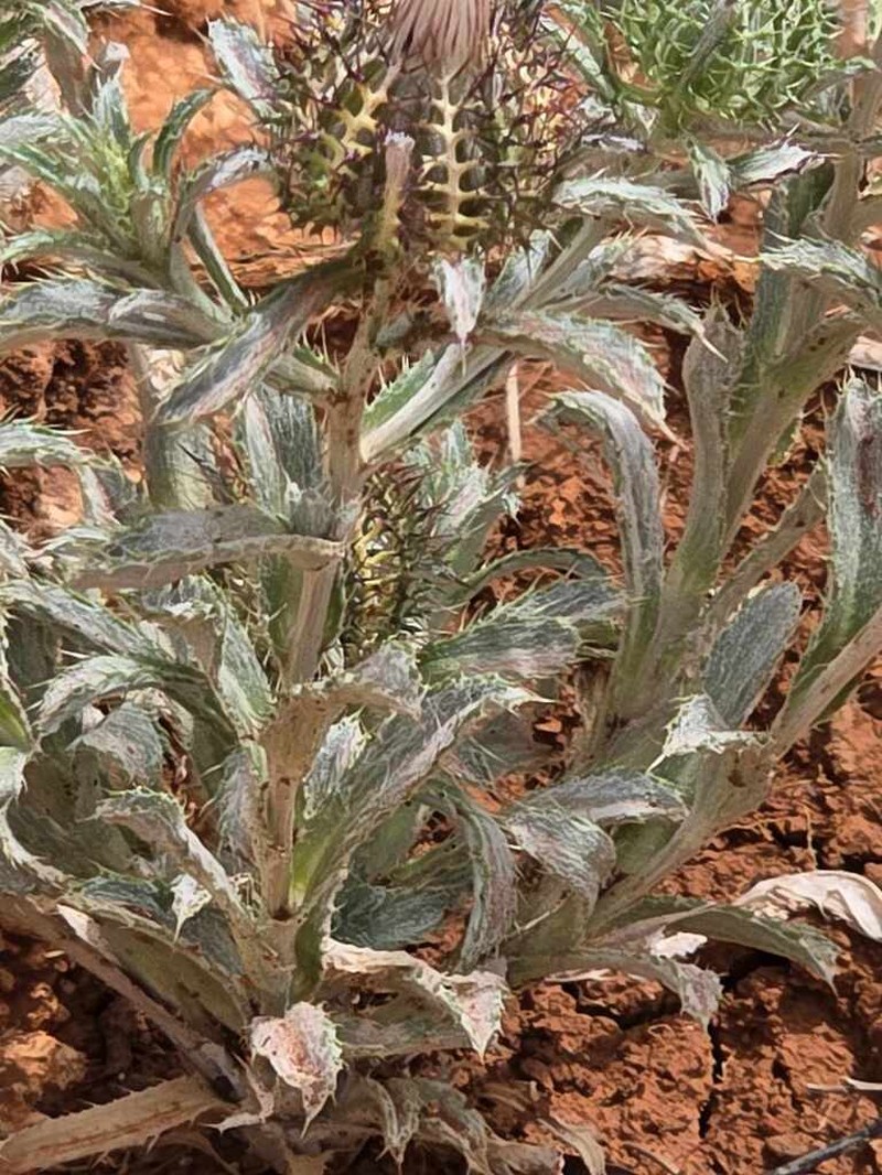 Atractylis cancellata photo 6