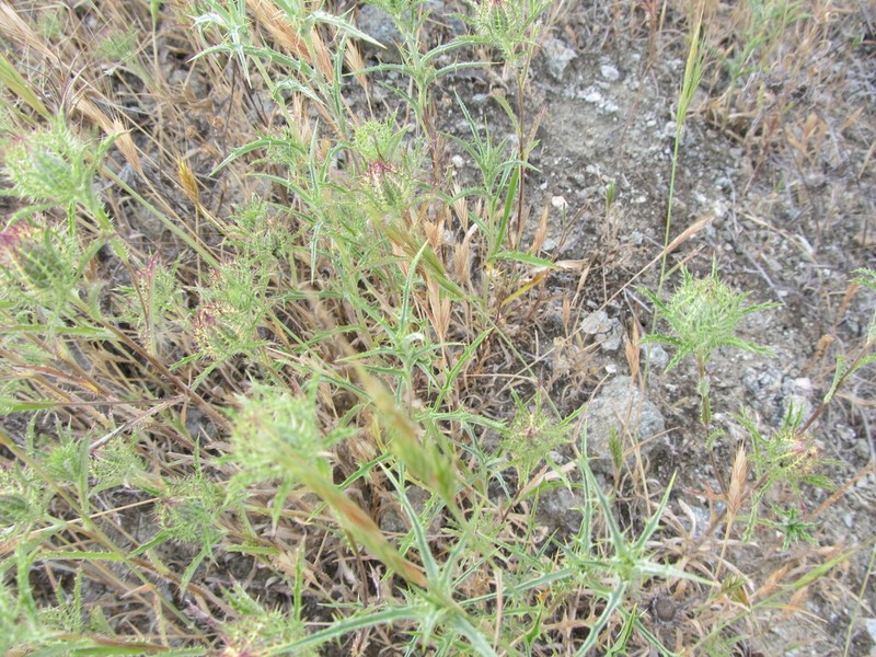 Atractylis cancellata photo 7